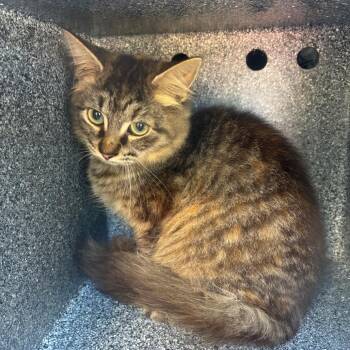 Spunky -  Domestic Short Hair Cat for Adoption in Greensboro, North Carolina - Spunky | PetCurious