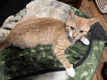 Mitch -  Domestic Short Hair Cat for Adoption in Naugatuck, Connecticut - Mitch | PetCurious