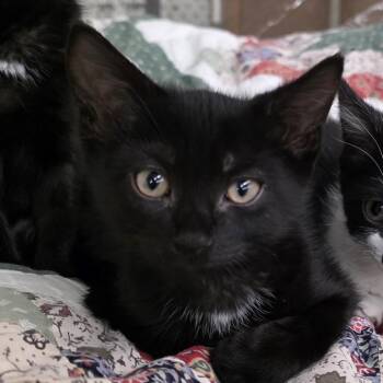 Domestic Short Hair Cats Available for Adoption in Glenfield, New York - Hiro | PetCurious