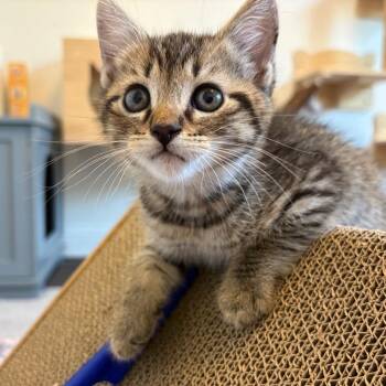 Tony -  Domestic Short Hair Cat Available for Adoption in Lewisville, Texas - Tony | PetCurious