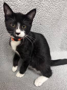 Tumbleweed -  Domestic Short Hair Cat for Adoption in Madison, Georgia - Tumbleweed | PetCurious