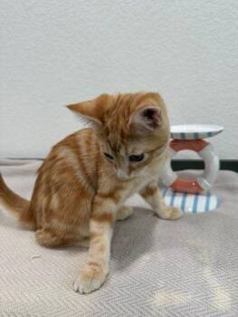 Theodore -  Domestic Short Hair Cat for Adoption in Las Vegas, Nevada - Theodore | PetCurious