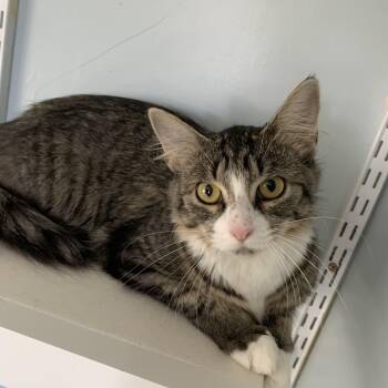 Rescue Domestic Medium Hair Cats for Adoption in Salisbury, Massachusetts - Creme Brulee | PetCurious