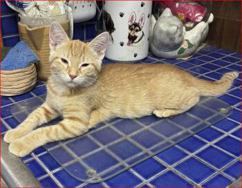 Maeve -  Tabby Cat for Adoption in Lockhart, Florida - Maeve | PetCurious