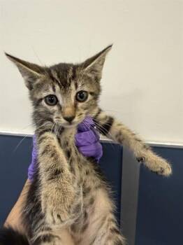Domestic Short Hair Cats Available for Adoption in Doral, Florida - MARGARITA | PetCurious