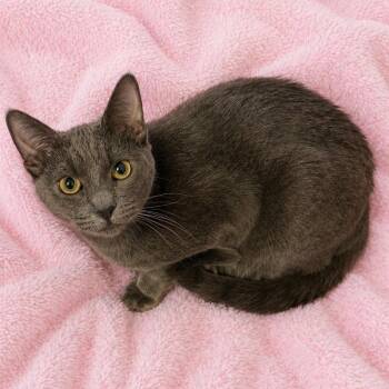 Russian Blue Cats Available for Adoption in Glendora, California - Luke / BG  | PetCurious
