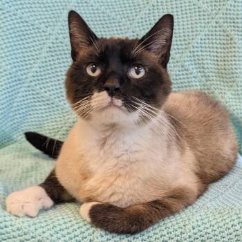 Klondike -  Domestic Short Hair Cat for Adoption in West Olive, Michigan - Klondike | PetCurious
