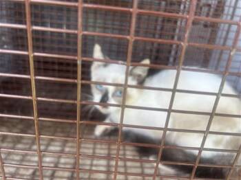 MOONLIGHT -  Siamese Cat for Adoption in Houston, Texas - MOONLIGHT | PetCurious