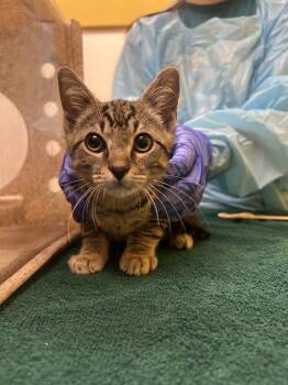 Josh -  Domestic Short Hair Cat for Adoption in Raleigh, North Carolina - Josh | PetCurious