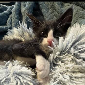 Hermes -  Domestic Medium Hair Cat Available for Adoption in Las Vegas, Nevada - Hermes | PetCurious
