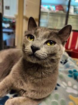 Domestic Short Hair Cats Available for Adoption in Irving, Texas - Fox Faye | PetCurious