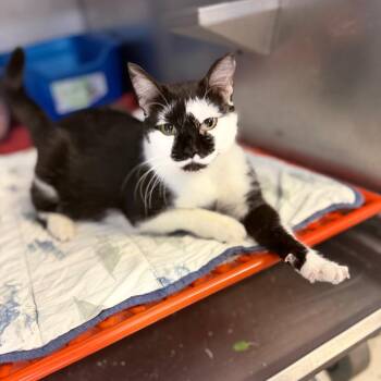 Mindy -  Domestic Short Hair Cat for Adoption in Portage, Michigan - Mindy | PetCurious