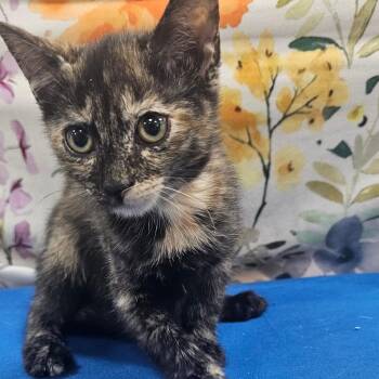 Star Crunch -  Domestic Short Hair Cat for Adoption in Donalsonville, Georgia - Star Crunch | PetCurious