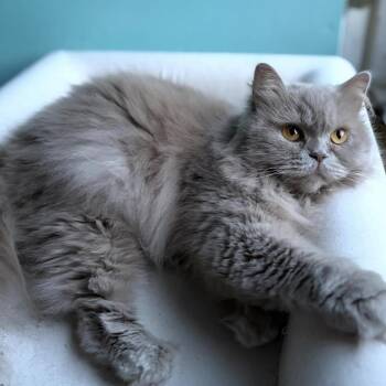 Poppet -  British Longhair Cat for Adoption in Wilmington, North Carolina - Poppet | PetCurious