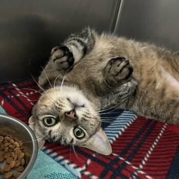 Domestic Short Hair Cats Available for Adoption in Lakeland, Florida - Chunks | PetCurious