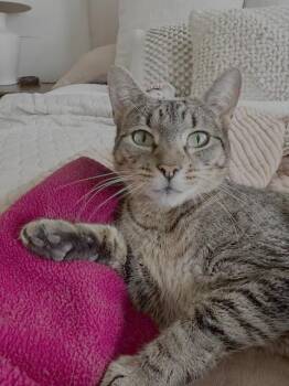 Domestic Short Hair Cats Available for Adoption in Herndon, Virginia - Mamma Mia | PetCurious