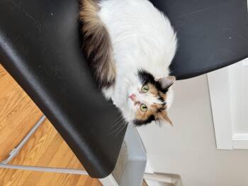 Domestic Long Hair Cats Available for Adoption in Salem, Ohio - Princess  | PetCurious