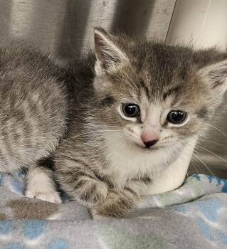 Rescue Domestic Short Hair Cats for Adoption in Portland, Indiana - Wasabi | PetCurious