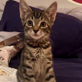Dana -  Domestic Short Hair Cat for Adoption in Buffalo, Minnesota - Dana | PetCurious