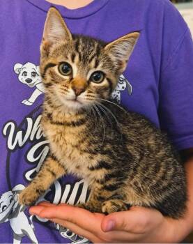 Lumen -  Domestic Short Hair Cat for Adoption in El Dorado, Arkansas - Lumen | PetCurious