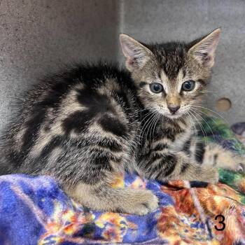 Joy 26-10-057 -  Domestic Short Hair Cat for Adoption in Bastrop, Texas - Joy 26-10-057 | PetCurious