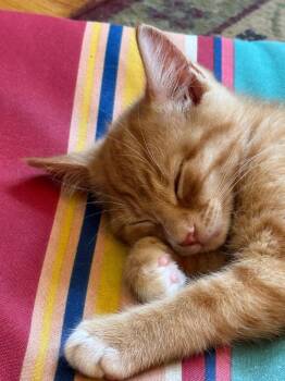 Jones -  Domestic Short Hair Cat for Adoption in Hampton, Virginia - Jones | PetCurious