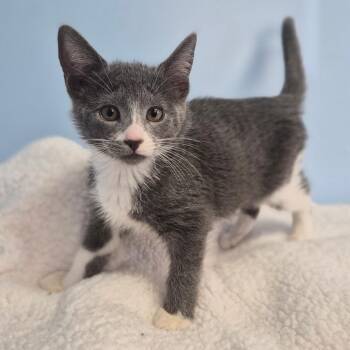 Fern -  Domestic Medium Hair Cat for Adoption in Wahiawa, Hawaii - Fern | PetCurious