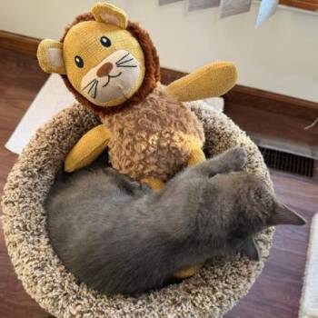 Basil -  Domestic Short Hair Cat for Adoption in Naperville, Illinois - Basil | PetCurious