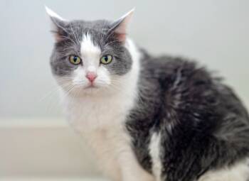 Rescue Domestic Short Hair Cats for Adoption in Chapel Hill, North Carolina - Moxie | PetCurious