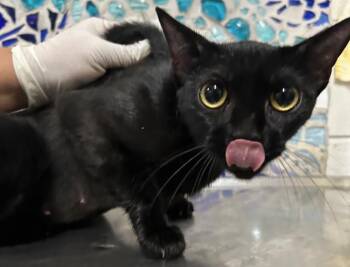 Domestic Short Hair Cats Available for Adoption in Pensacola, Florida - MAVEN | PetCurious