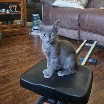 Malibu -  Domestic Short Hair Cat for Adoption in Rio Linda, California - Malibu | PetCurious