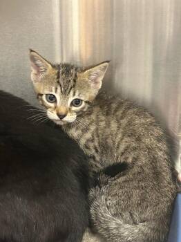 Savannah -  Domestic Short Hair Cat for Adoption in Gautier, Mississippi - Savannah | PetCurious