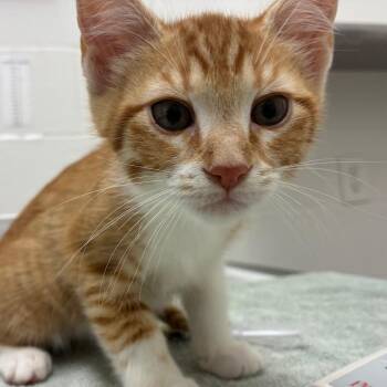 Mac -  Domestic Short Hair Cat for Adoption in Corpus Christi, Texas - Mac | PetCurious