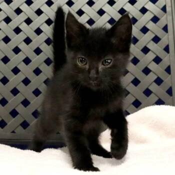 Liquorice -  Domestic Short Hair Cat for Adoption in Fort Davis, Texas - Liquorice | PetCurious