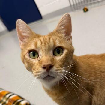 Martin -  Domestic Short Hair Cat for Adoption in Hampton Bays, New York - Martin | PetCurious