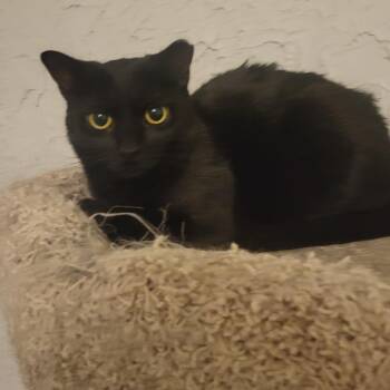 Domestic Short Hair Cats Available for Adoption in Portage, Michigan - Ronnie | PetCurious