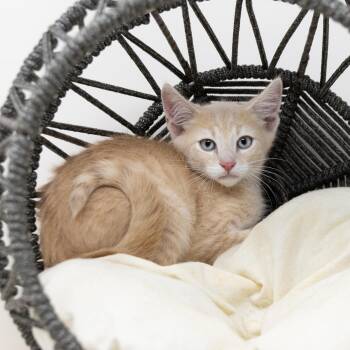 Copper -  Tabby Cat for Adoption in Trophy Club, Texas - Copper | PetCurious