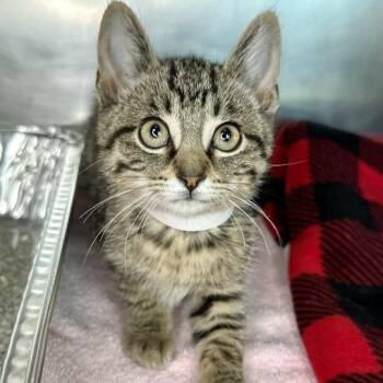 Cheese Burger -  Domestic Short Hair Cat for Adoption in Matteson, Illinois - Cheese Burger | PetCurious