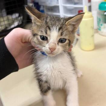 Boo -  Domestic Short Hair Cat for Adoption in Ardmore, Oklahoma - Boo | PetCurious