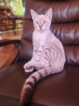 Jaguar (spotted lynx point siamese) -  Siamese Cat for Adoption in Allen, Texas - Jaguar (spotted Lynx Point Siamese) | PetCurious