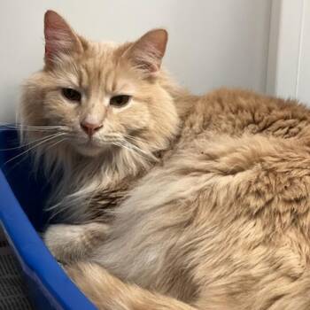 Domestic Long Hair Cats Available for Adoption in Peoria, Illinois - Tigger | PetCurious