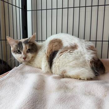 Chelsea -  American Bobtail Cat for Adoption in Bourbonnais, Illinois - Chelsea | PetCurious