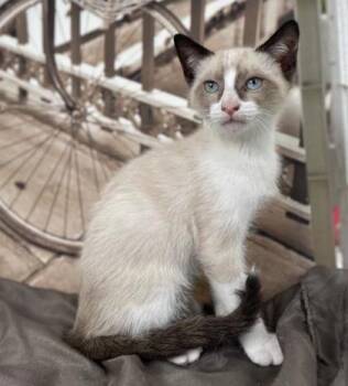 Snow -  Domestic Short Hair Cat for Adoption in Gainesville, Florida - Snow | PetCurious