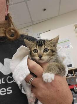 SEBASTIAN -  Domestic Short Hair Cat for Adoption in Albuquerque, New Mexico - SEBASTIAN | PetCurious