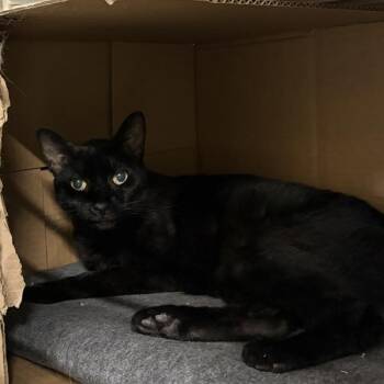 Evie Kay -  Domestic Short Hair Cat for Adoption in Des Moines, Iowa - Evie Kay | PetCurious