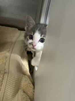 Lemon Tart -  Domestic Short Hair Cat for Adoption in Kansas City, Missouri - Lemon Tart | PetCurious