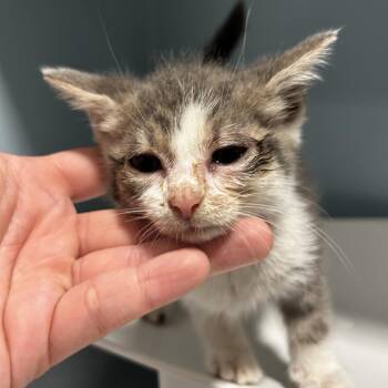 Pool Noodle -  Domestic Short Hair Cat for Adoption in Chattanooga, Tennessee - Pool Noodle | PetCurious