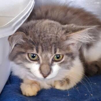 Dewey -  Domestic Short Hair Cat for Adoption in Lakeland, Florida - Dewey | PetCurious