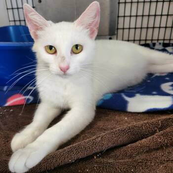 Domestic Short Hair Cats Available for Adoption - Amelia | PetCurious