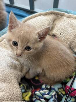 Chrystal -  American Shorthair Cat for Adoption in Big Rapids, Michigan - Chrystal | PetCurious